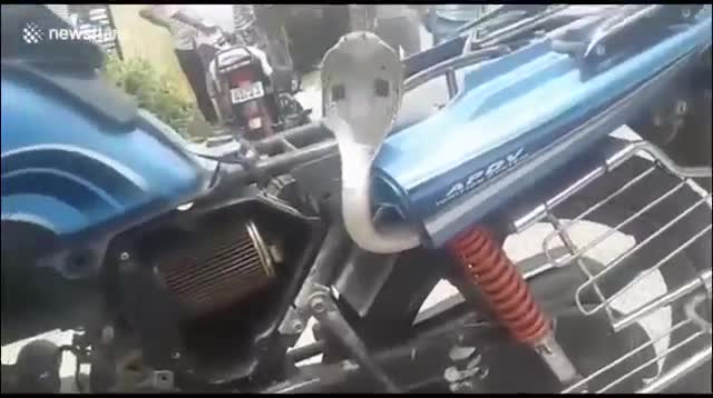 Rắn hổ mang cực độc bị mắc kẹt trên xe máy,