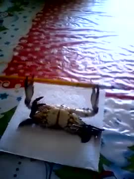 Cua “tập tạ“