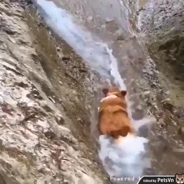 Không nhịn nổi cười với pha 'lạc trôi' giữa dòng nước của chú cún Corgi