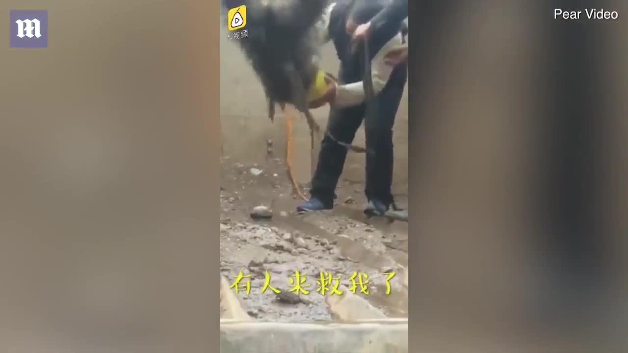 Gấu khổng lồ suýt mất mạng vì mắc kẹt đầu trong xô