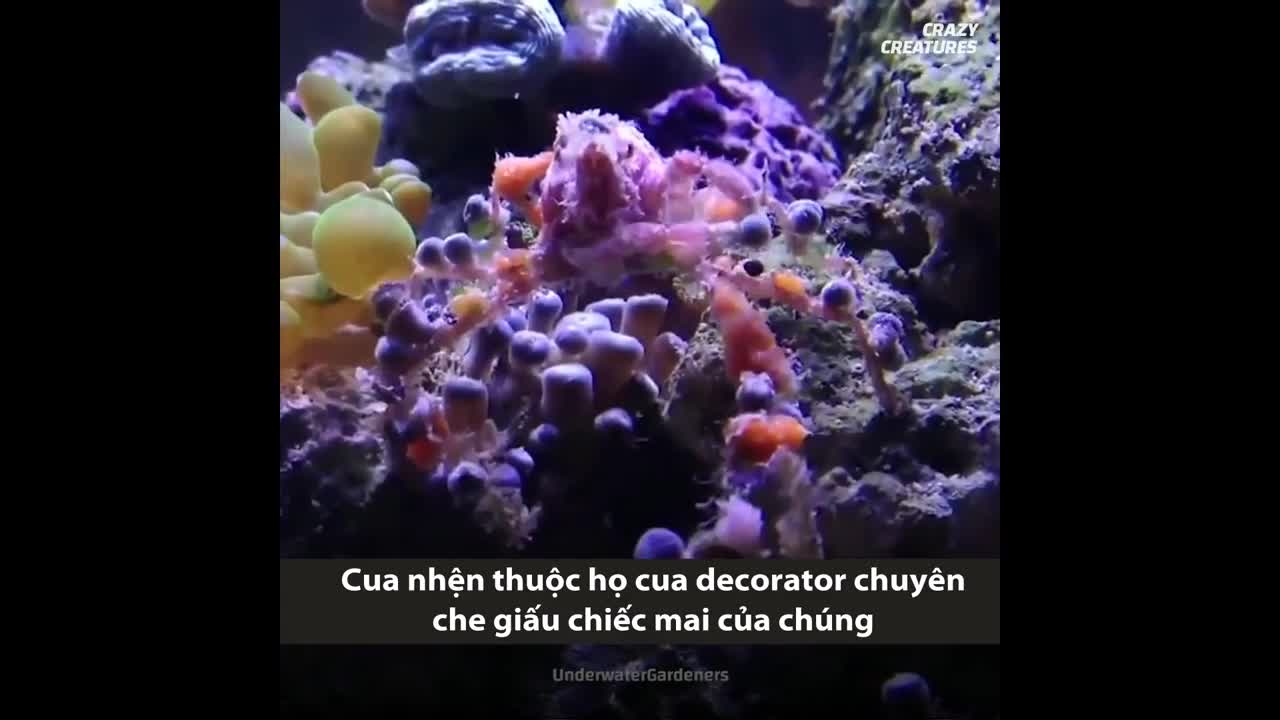 Loài cua lớn nhất thế giới có sải chân ba mét