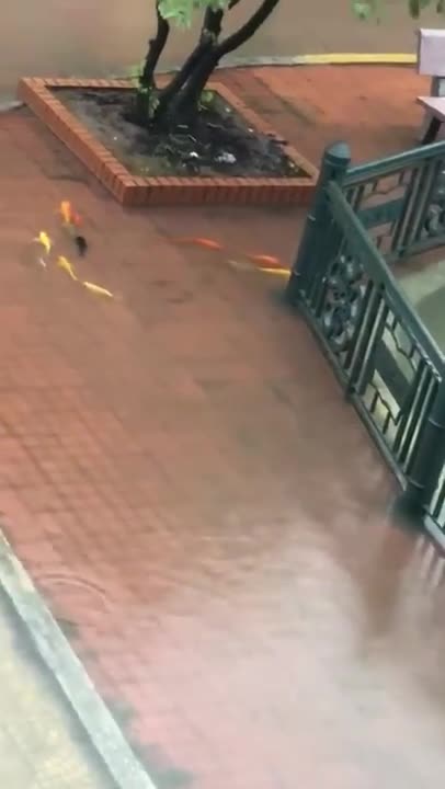 Đàn cá vàng nối đuôi nhau bơi giữa sân trường tại Hải Phòng