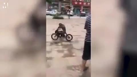 Con chó quyết đuổi theo quấy rối con khỉ đi xe đạp