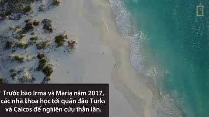 Bí quyết giúp thằn lằn sống sót trong gió bão