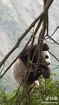 Gấu trúc ngủ gật khi đang đu bám trên cành cây lủng lẳng như sắp gãy
