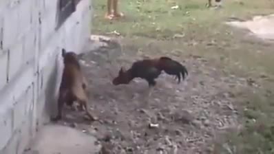 Chuyện ngược đời, gà hung hăng, dọa chó sợ hãi nép vào tường