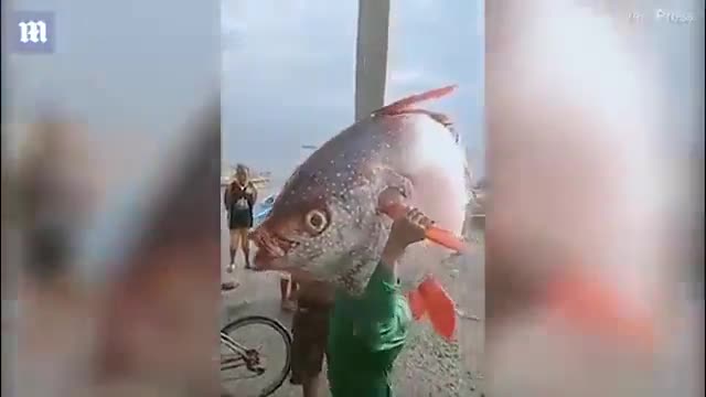 Ngư dân bắt được cá mặt trăng khổng lồ 30kg cực hiếm