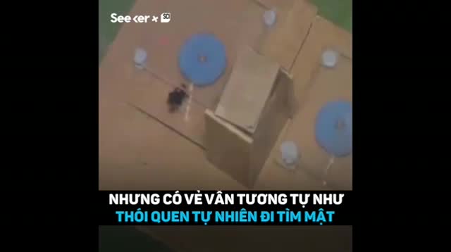 Tập huấn ong đá bóng điêu luyện như người