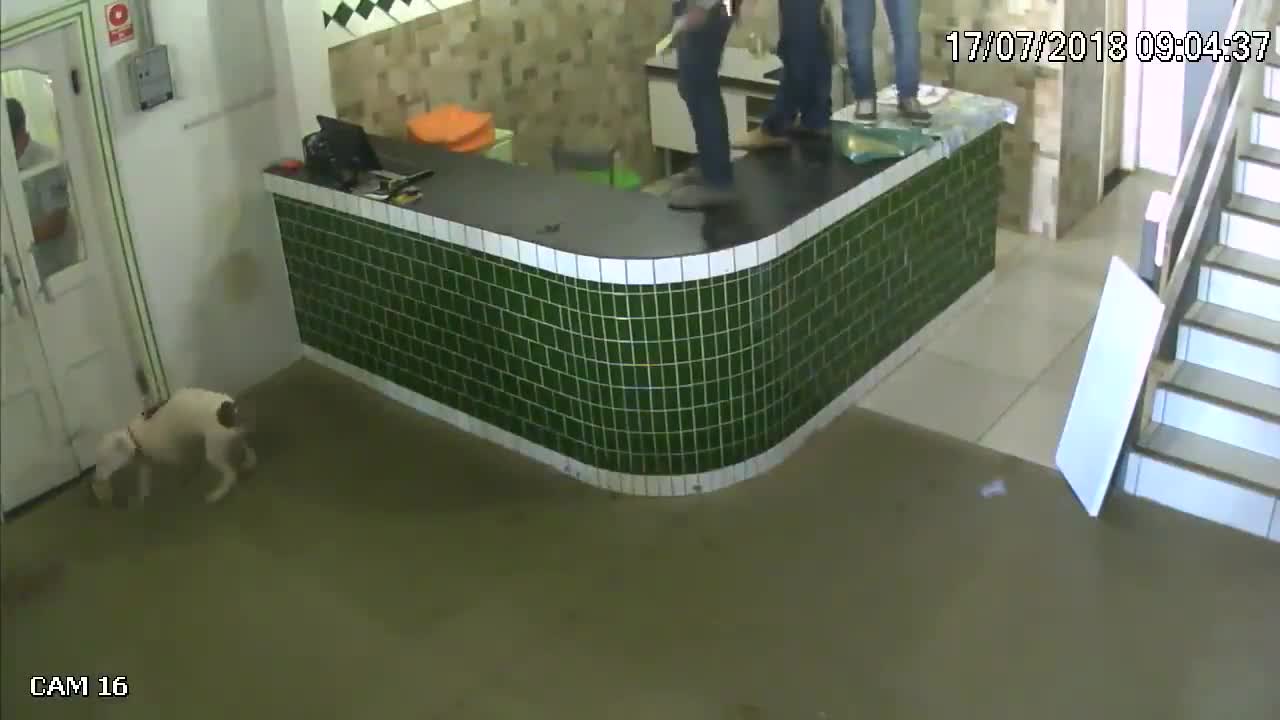 Hài hước 5 thanh niên cao to sợ chó nhảy cả lên bàn dù chó chưa kịp đến gần