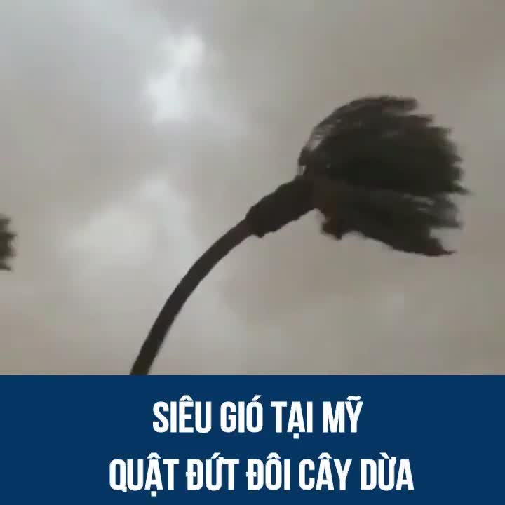 Bão lớn tại Mỹ quật đứt đôi cây dừa
