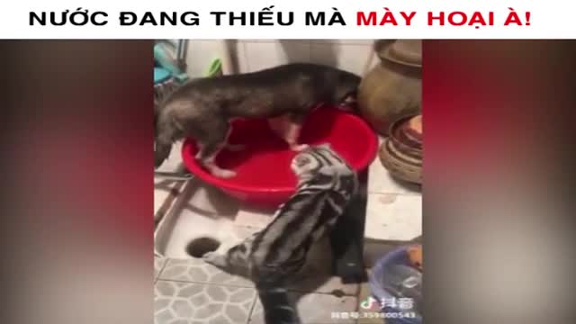 Chó bị mèo trừng phạt tát tới tấp vì tội... lãng phí nước