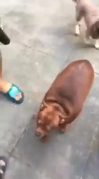 Chú chó béo núc ních nhìn như lợn quay