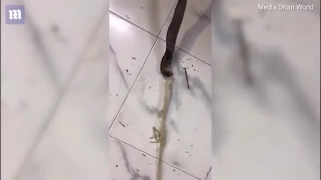Rắn hổ mang bất ngờ nôn ra một đống túi ni lông