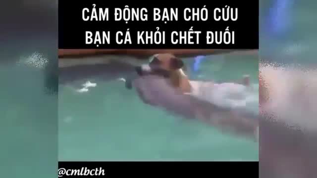 Cười đau bụng với chú chó cứu bạn cá khỏi chết đuối ở bể nước