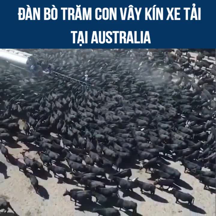 Xe chở nước bị hàng trăm con bò vây kín giữa thời tiết hạn hán