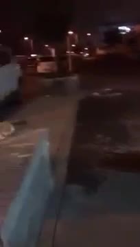 Thấy mèo gầm gừ chuẩn bị đánh nhau, chó nhào tới kéo cổ mèo lôi về