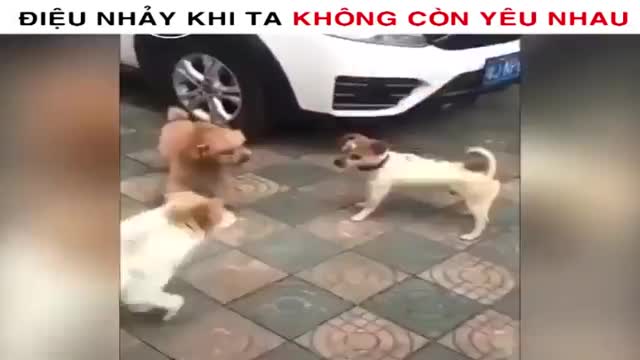 Hai chú chó cầm tay nhau nhảy điệu cha cha cha trên phố