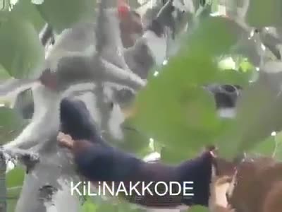 Hài hước xem cảnh khỉ con dùng đủ mọi cách vẫn không đuổi được chú sóc tham ăn