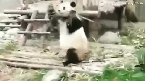 Khoảnh khắc chú gấu trúc “biểu diễn kung fu” siêu hài hước