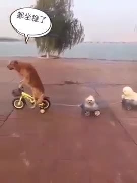 Khi gia đình chó đi chơi