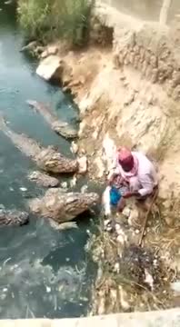 Người đàn ông liều lĩnh đút thức ăn tận miệng cho đàn cá sấu 'khủng'