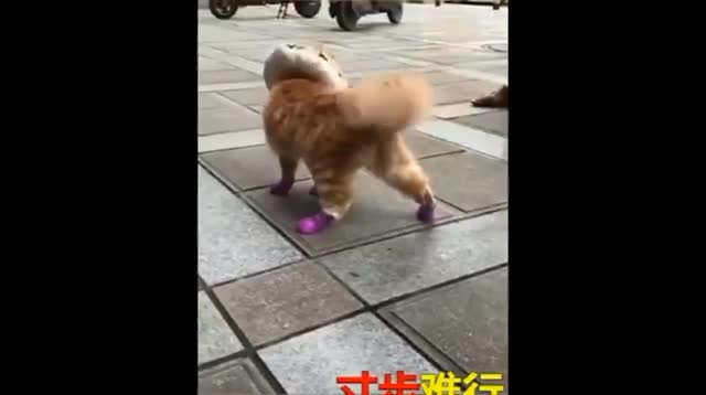 Lần đầu tiên trong cuộc đời chó được đi giày