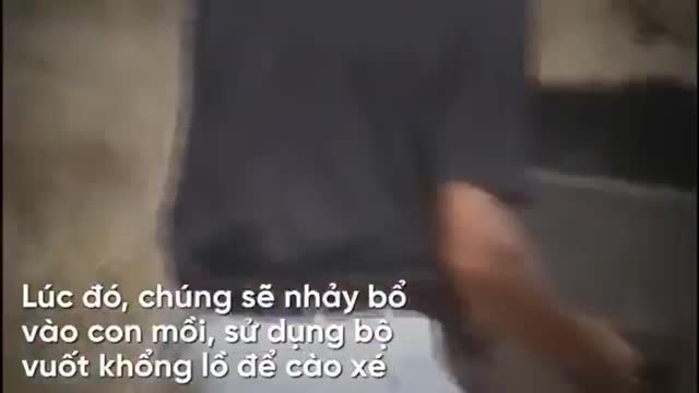 Loài chim nặng 60kg có thể giết người bằng đòn cực hiểm