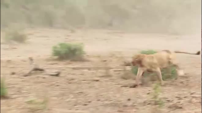 Sư tử hùng hổ đuổi cả đàn trâu và diễn biến không thể ngờ