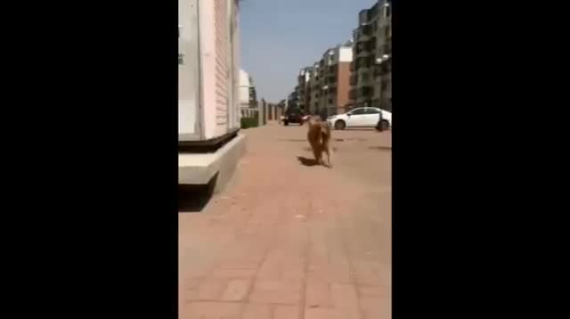 Hành động của chú chó khiến con người phải suy ngẫm
