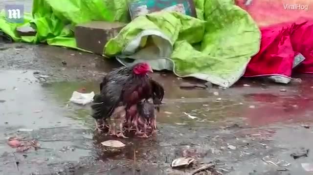 Gà mẹ giang cánh che chở đàn con giữa trời mưa