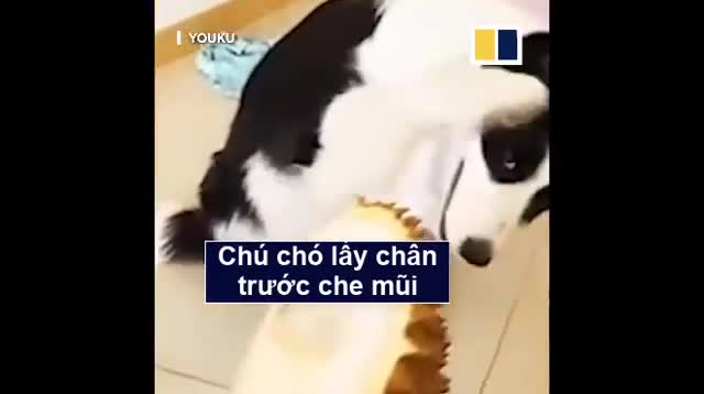 Muôn vàn biểu cảm của động vật khi thử sầu riêng