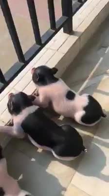 Cùng nhau tắm nắng
