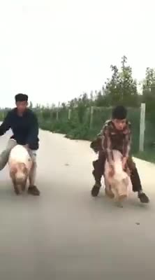 Đua heo kỳ thú