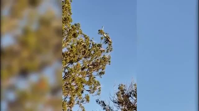 Lạ lùng cảnh rắn bò trườn trên ngọn cây cao tít, ngỏng cổ nhìn trời
