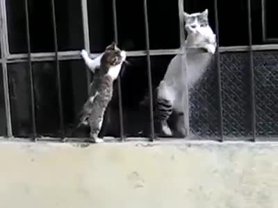 Chuyện hẹn hò của những chú mèo