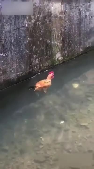 Gà có biết bơi không?