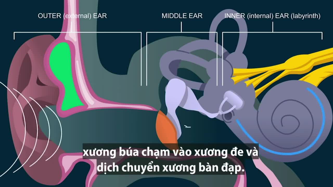 Quá trình nghe diễn ra như thế nào?