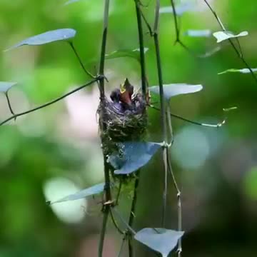 Chim xanh bận rộn