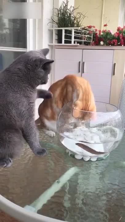 Không được bắt cá của ông bà chủ!
