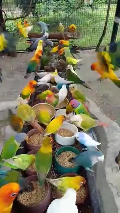 Những chú chim muôn màu sắc
