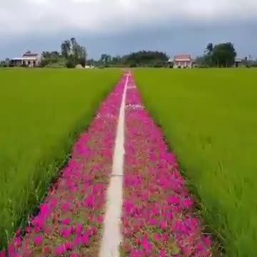 Con đường hoa Mười giờ ở Gò Công Tiền Giang
