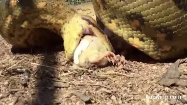 Thả trăn Anaconda khổng lồ vào chuồng gà và cái kết rùng mình