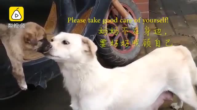 Chó mẹ ngấn lệ khi hôn tạm biệt con nhỏ