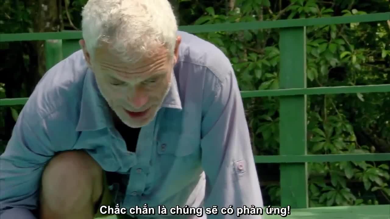 Liều mạng xuống hồ bơi với 100 con cá ăn thịt người Piranha bị bỏ đói