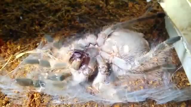 Tròn mắt xem nhện tarantula khổng lồ lột xác