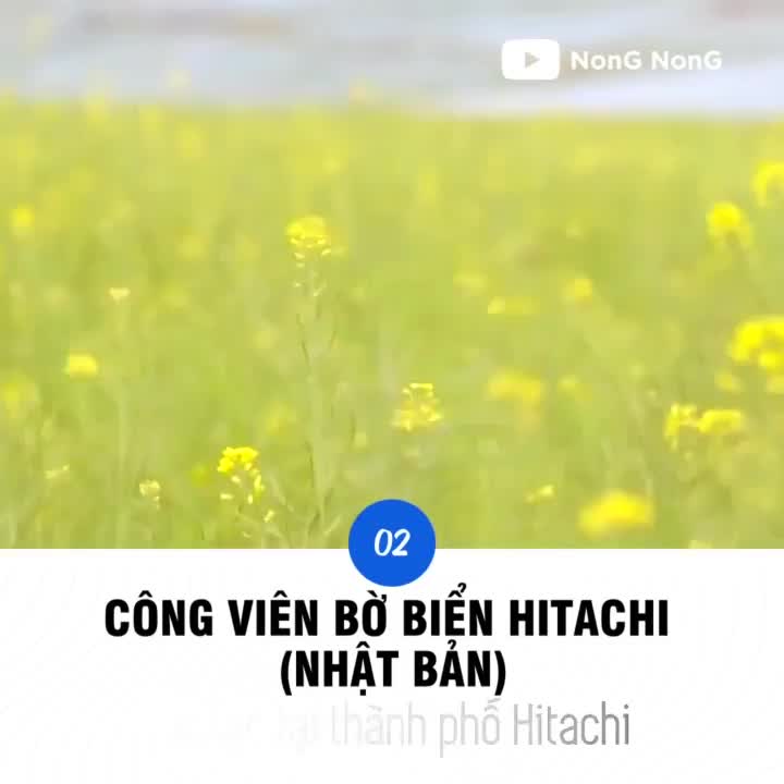 5 cánh đồng hoa đẹp nhất thế giới