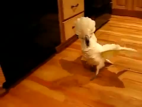 Chú vẹt hổ báo nhất quả đất