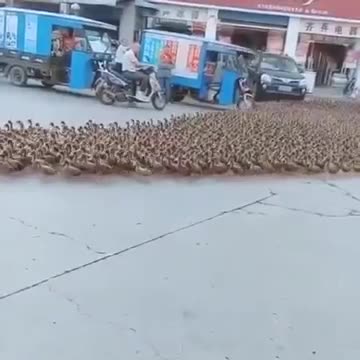 Dòng xe đứng chờ hàng trăm chú vịt lạch bạch băng qua đường