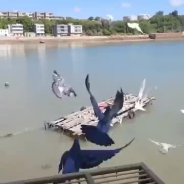 Ngắm nhìn cảnh đẹp qua góc nhìn bồ câu