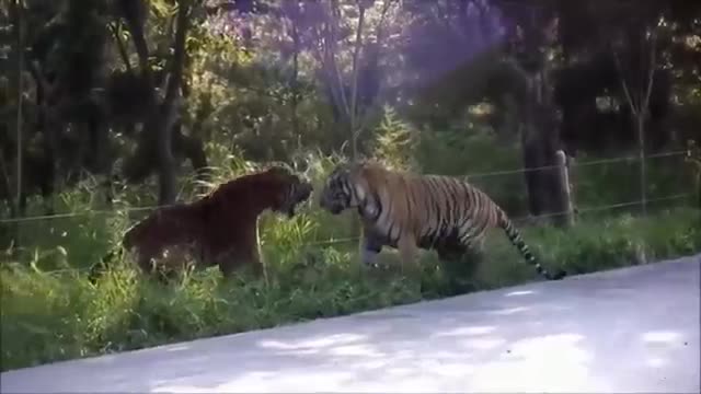 Những màn đánh nhau cực 'đỉnh' của con hổ bị nhốt trong sở thú
